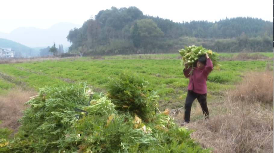 小芥菜大作为！操场太湖村的“黄金菜”~