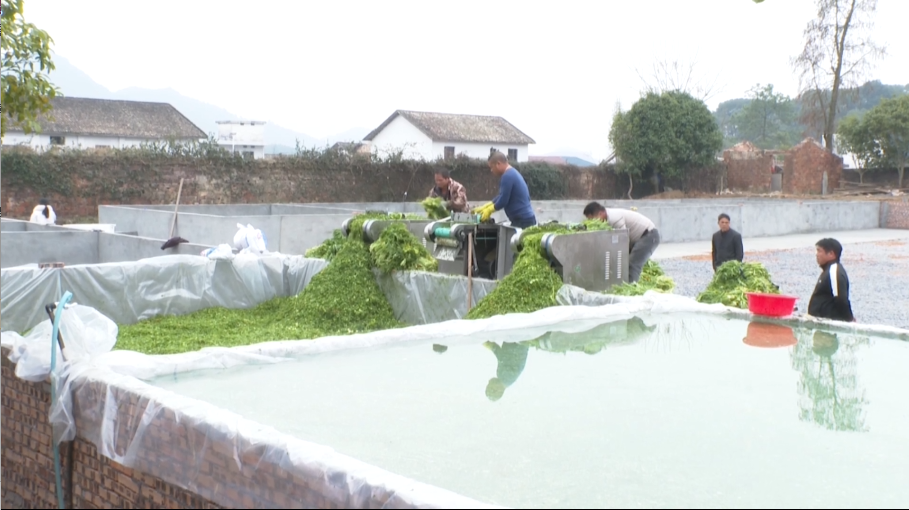 小芥菜大作为！操场太湖村的“黄金菜”~