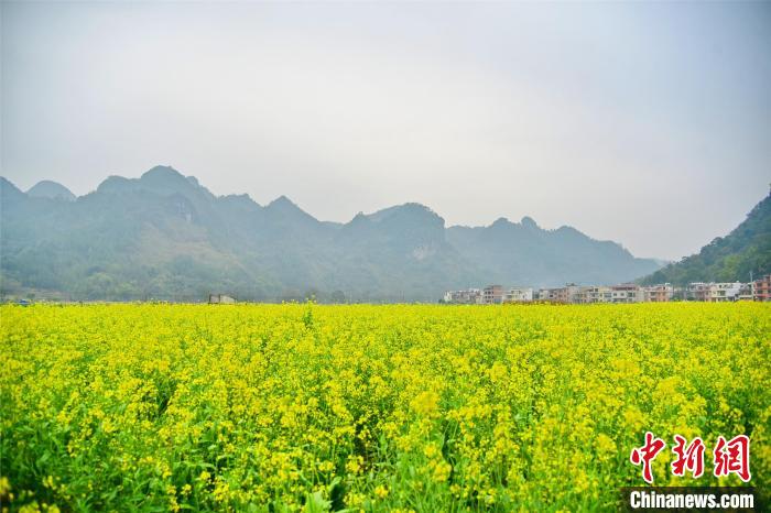 粤北连州十万亩油菜花盛开吸引游客