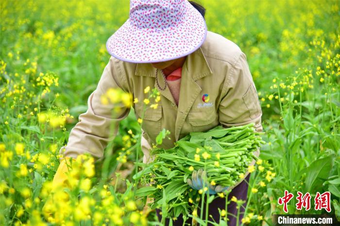 粤北连州十万亩油菜花盛开吸引游客