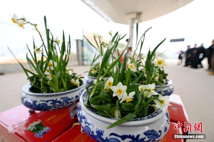 漳州水仙花俏销 芬芳“年货”赴约台南关帝庙