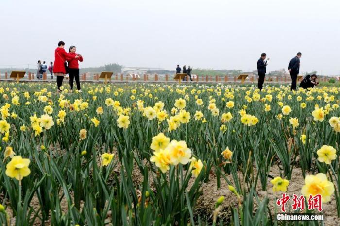 漳州水仙花俏销 芬芳“年货”赴约台南关帝庙