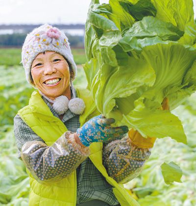 各地“菜篮子” 货足价又稳（新时代画卷）