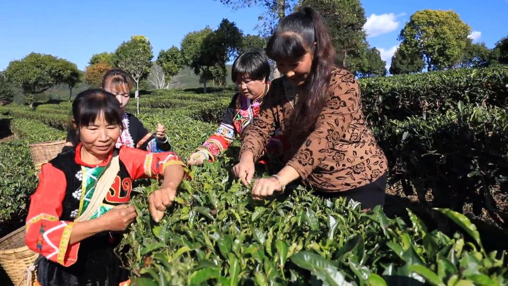 云南宁洱：走有机之路 促茶产业发展