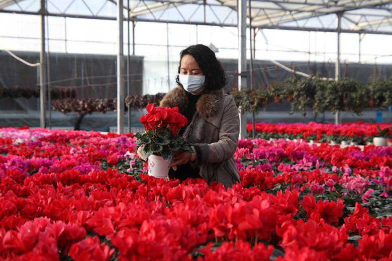 新疆生产建设兵团第四师：花卉热销贺新春