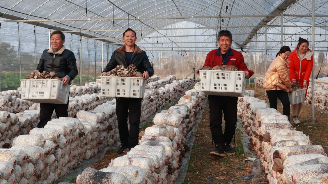 江西莲花：菌菇沉甸甸 村民喜洋洋