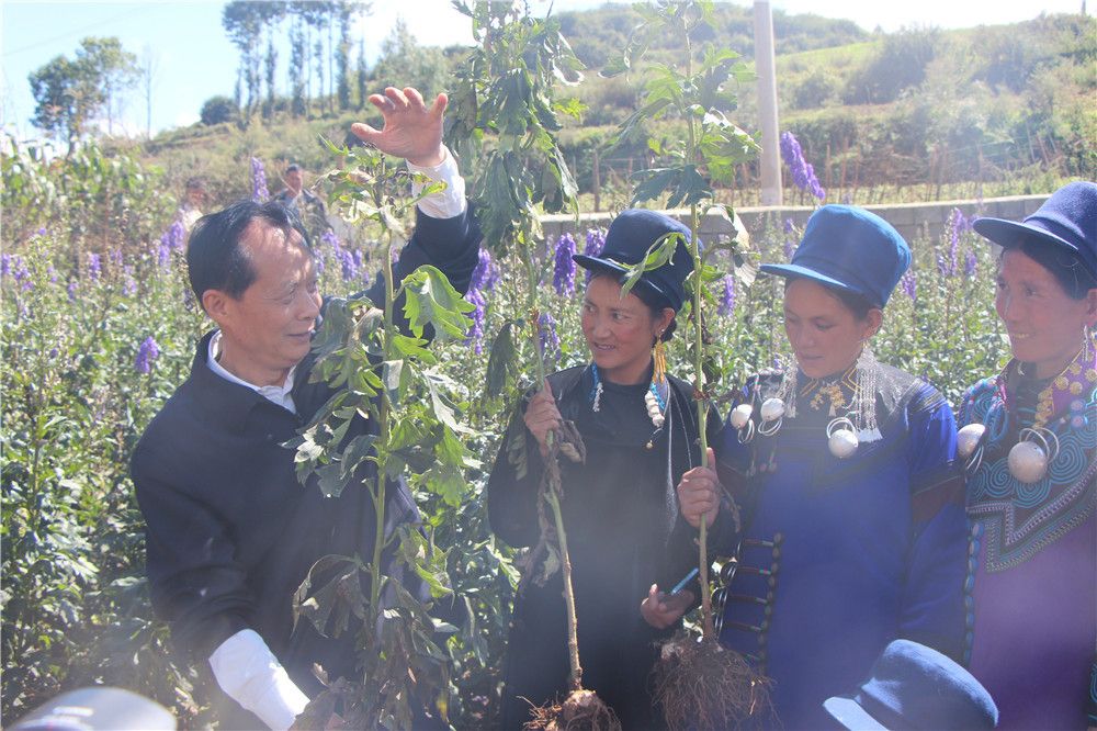 布拖火灯村：附子花开兴彝乡 乡村振兴共富裕