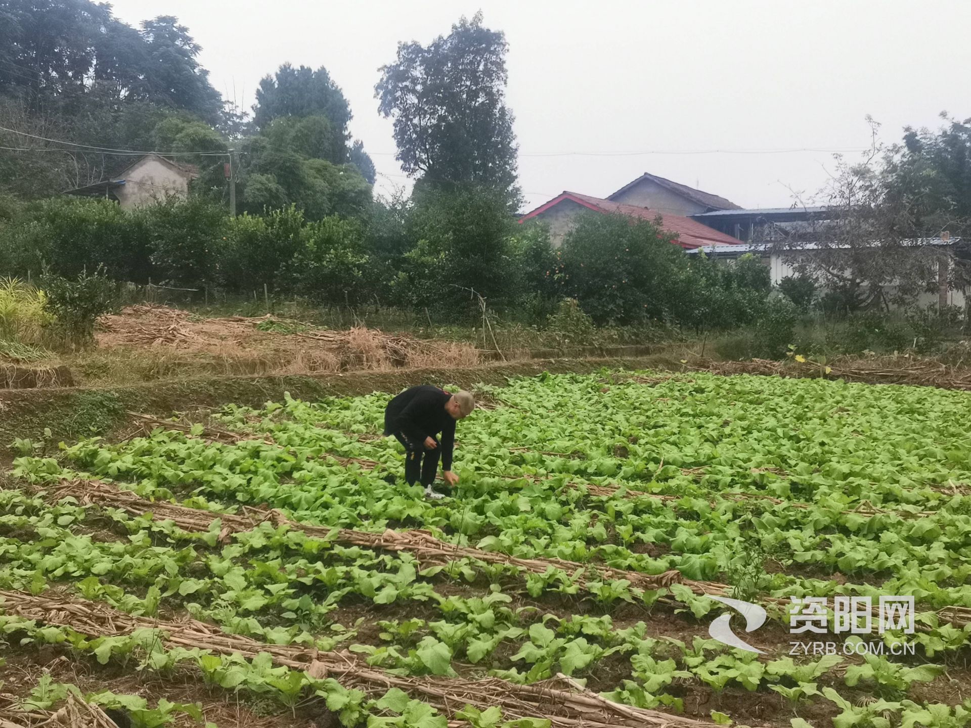 贾勇：当好农民的庄稼卫士