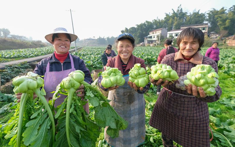 冬闲农不闲  榨菜收割忙