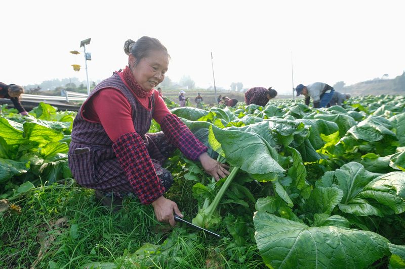 冬闲农不闲  榨菜收割忙