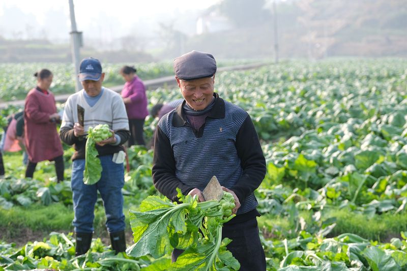 冬闲农不闲  榨菜收割忙