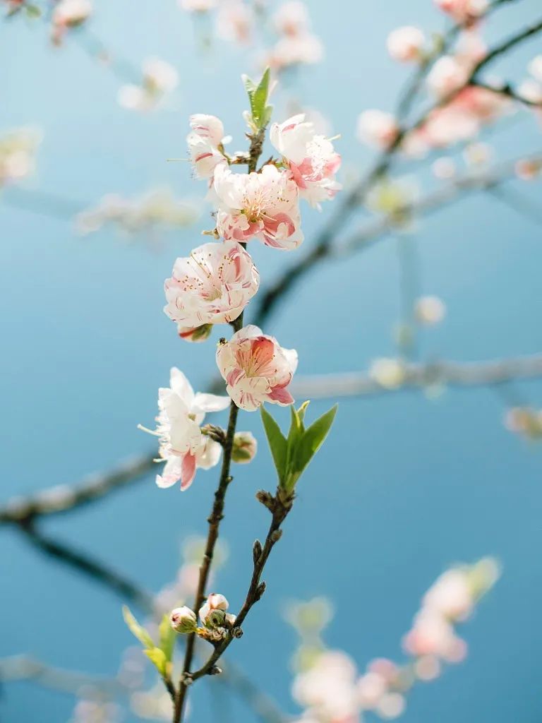 【二十四节气·立春】今日立春