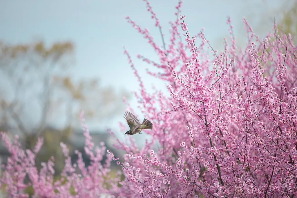 【二十四节气·立春】今日立春