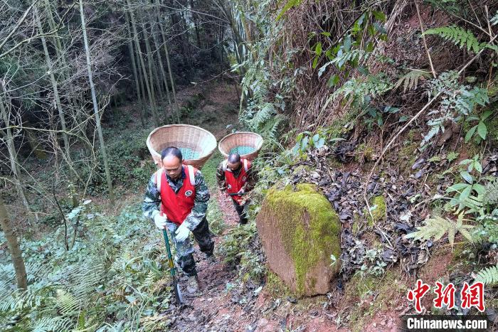 四川丹棱：三代护林员近70年的守护只为了那片青山