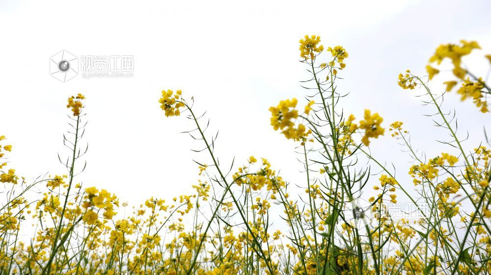 油菜花开春意浓