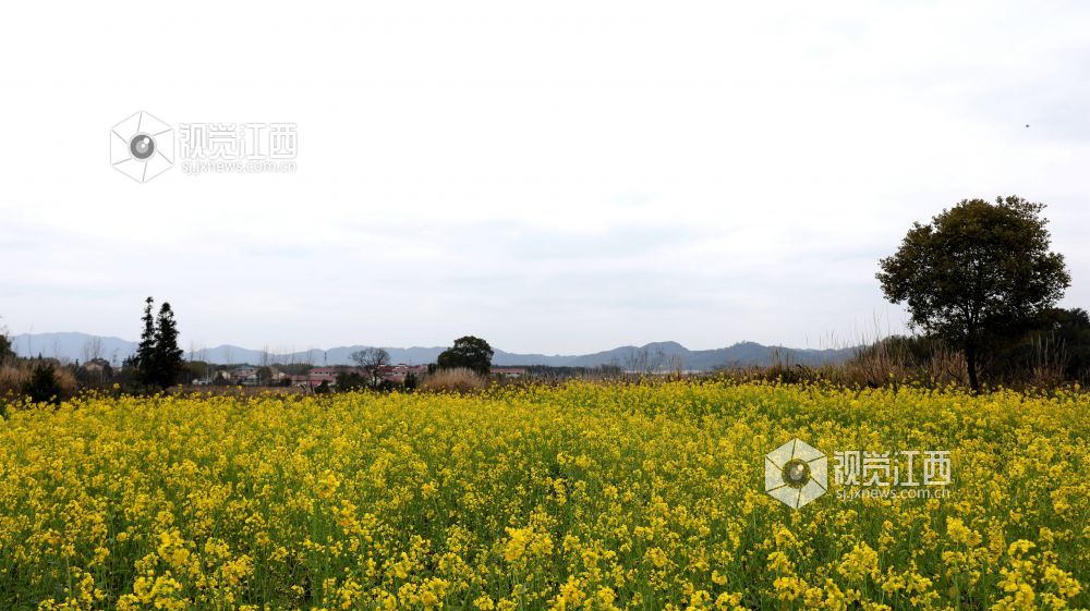 油菜花开春意浓