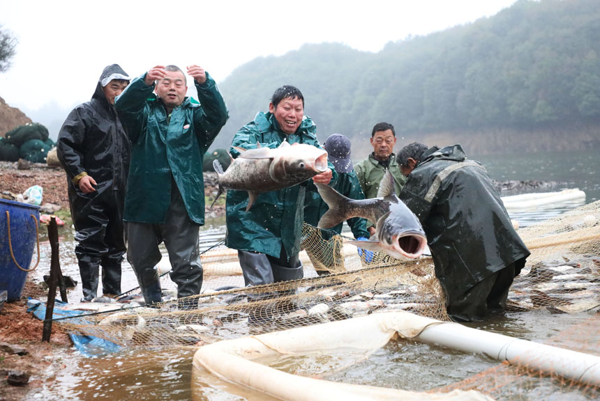 江西东乡：鱼跃人欢庆丰年