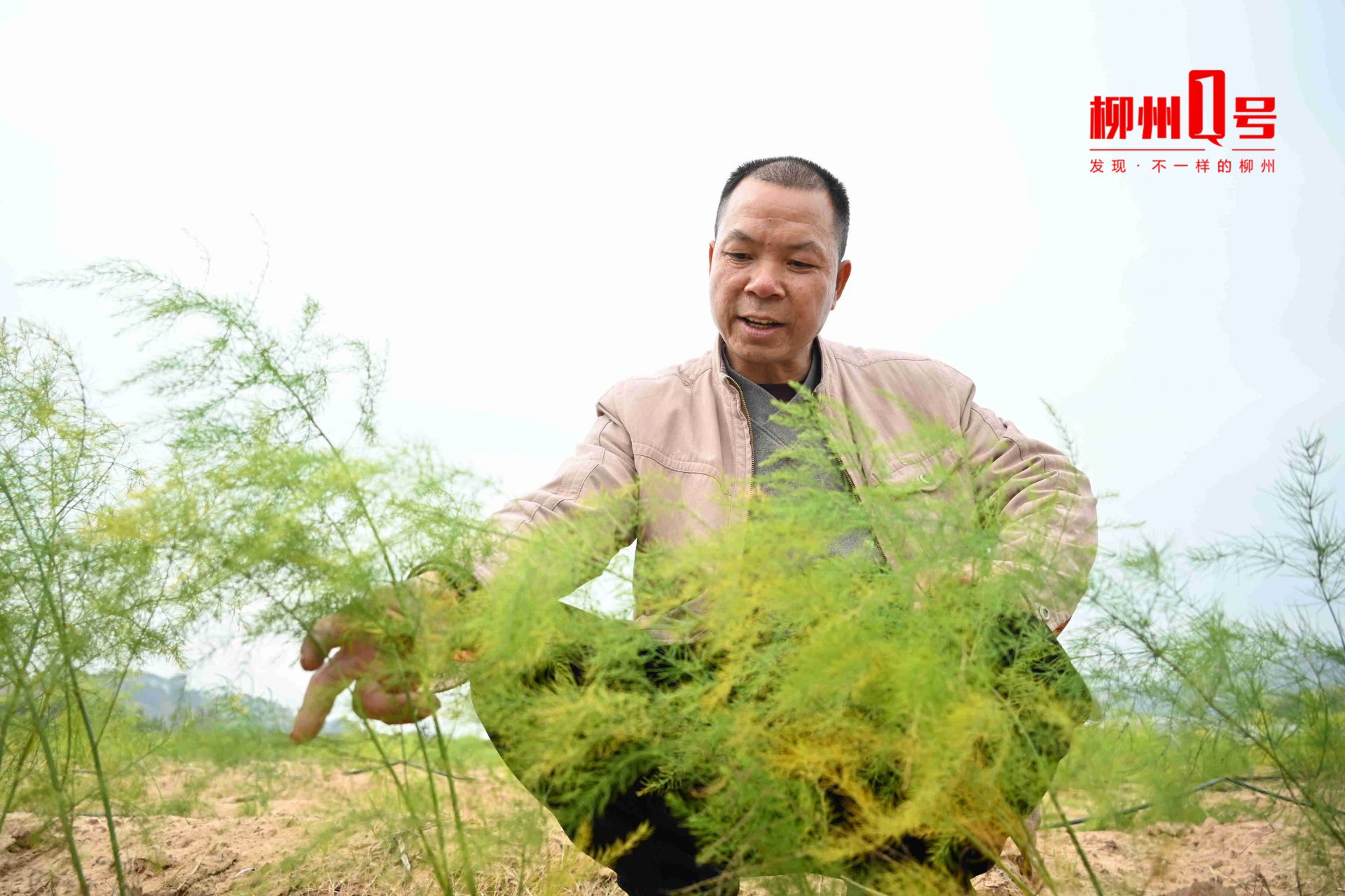 广西鹿寨：远看似草，近看像竹！“蔬菜之王”竟长这样