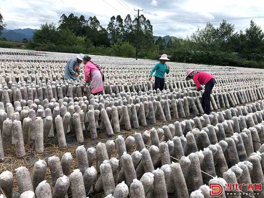 广西贺州：壮大乡村经济新业态