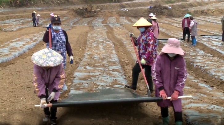 广西凭祥：中药材种植开辟致富新路径