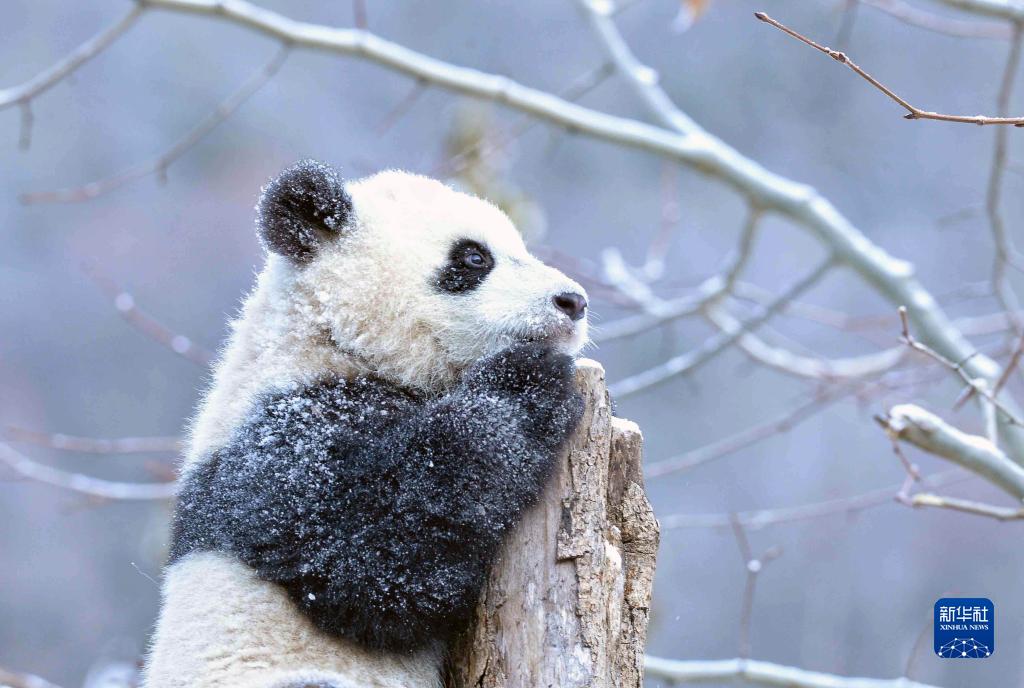 熊猫乐享冰雪