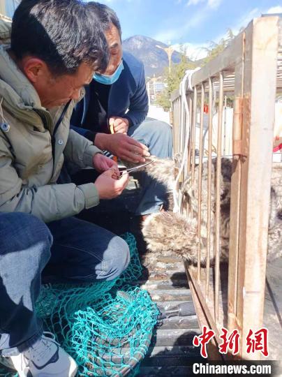 西藏林芝救护一只闯入民居被困雪豹