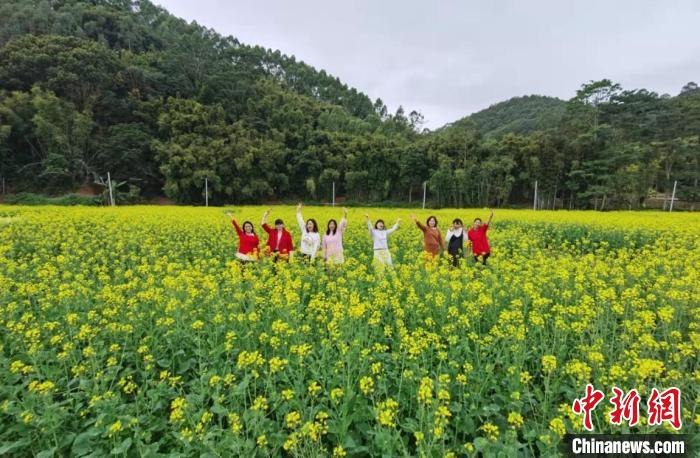 大地铺上“金色地毯” 广州增城300亩油菜花盛开