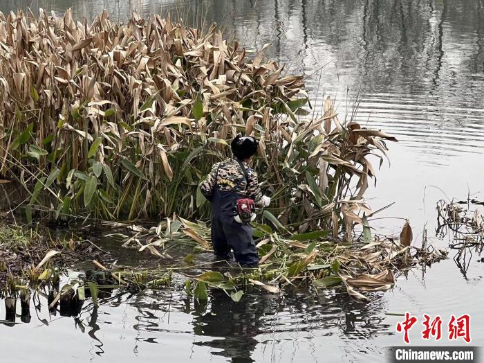 浙江西湖迎来“大扫除” 涉及四百余亩湖面景观