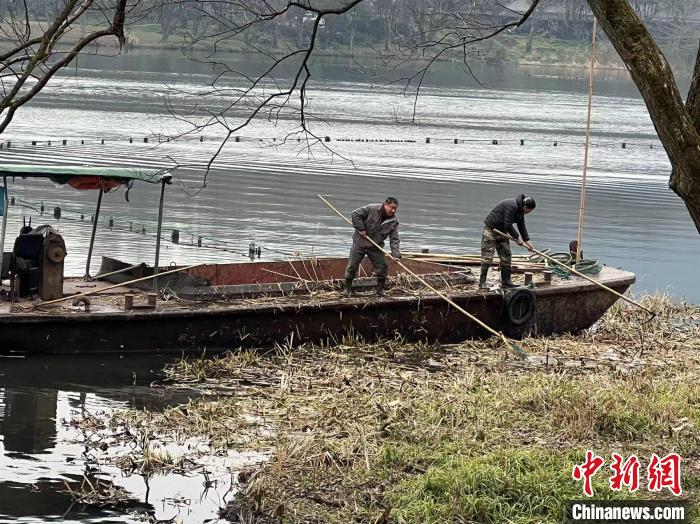 浙江西湖迎来“大扫除” 涉及四百余亩湖面景观