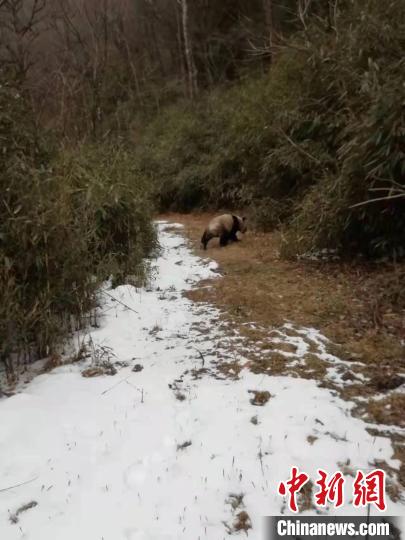 陕西佛坪自然保护区巡护员偶遇横穿“道路”大熊猫