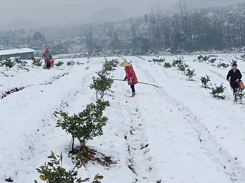 分宜镇积极应对雨雪降温天气 及时排除安全隐患