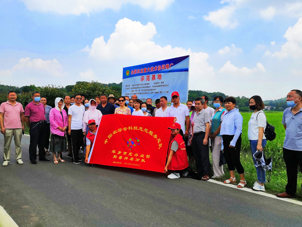 戴中华：逐梦乡村振兴的水稻制种能人