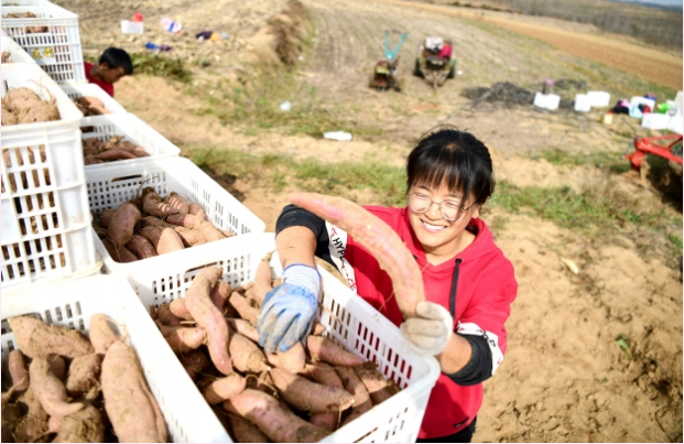 山东青岛西海岸新区赵媛媛：“甘薯大王”的甜蜜致富路