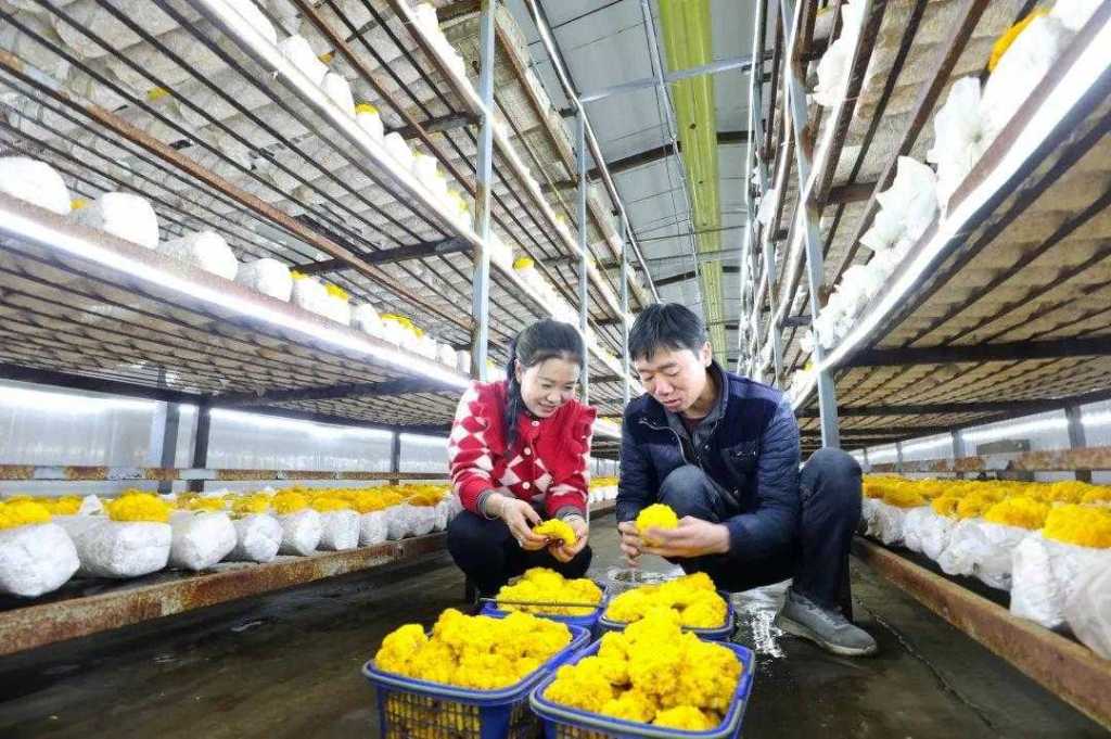 甘肃民乐：金耳成为农户增收“金饽饽”