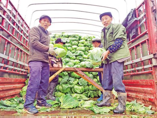 重庆荣昌：早脆莲白喜丰收 菜农致富笑开颜