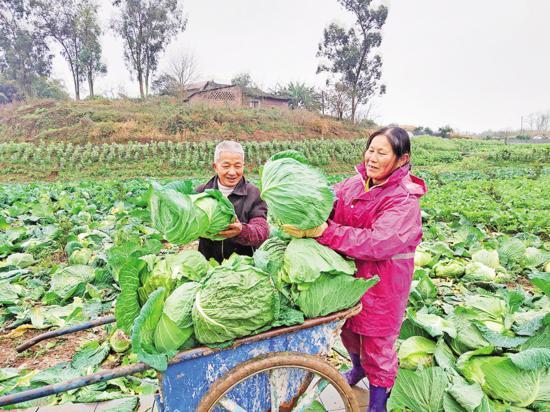 重庆荣昌：早脆莲白喜丰收 菜农致富笑开颜