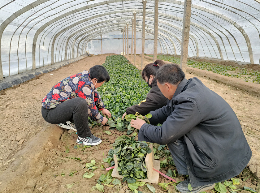 陕西彬州：蔬菜大棚里“忙出”幸福年