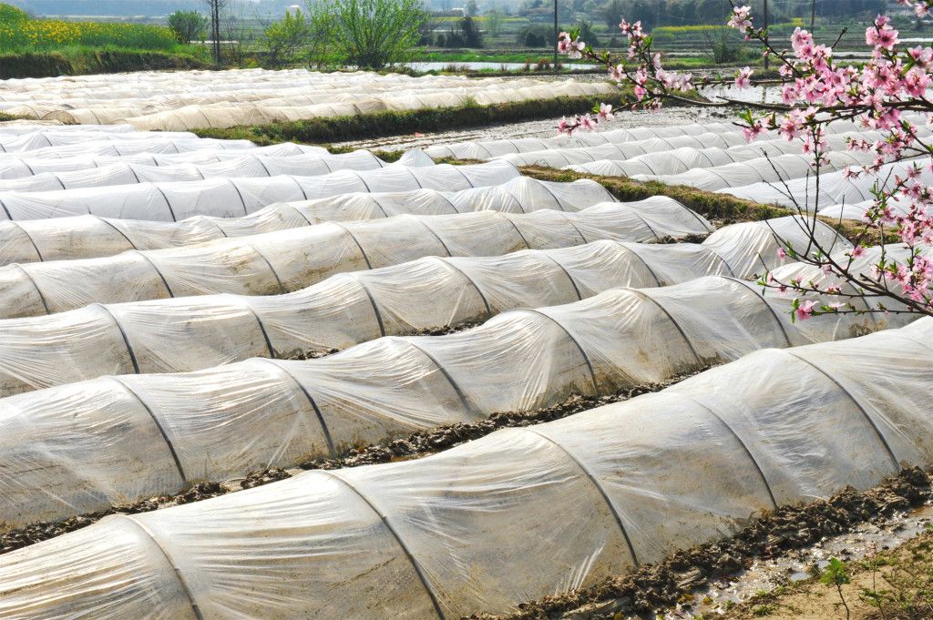 湖南华容：“湘北粮仓”粮食生产再探“新高”