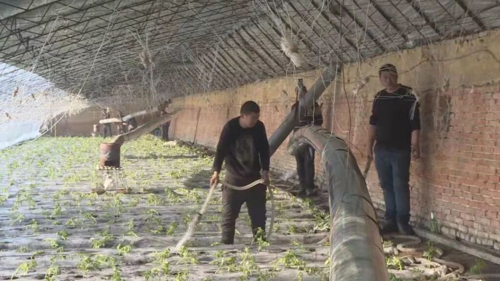 蔬菜育苗移植忙 抢抓农时保春管