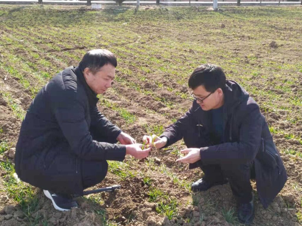 陕西宝鸡市凤翔区：强化麦田春管 保障夏粮丰产