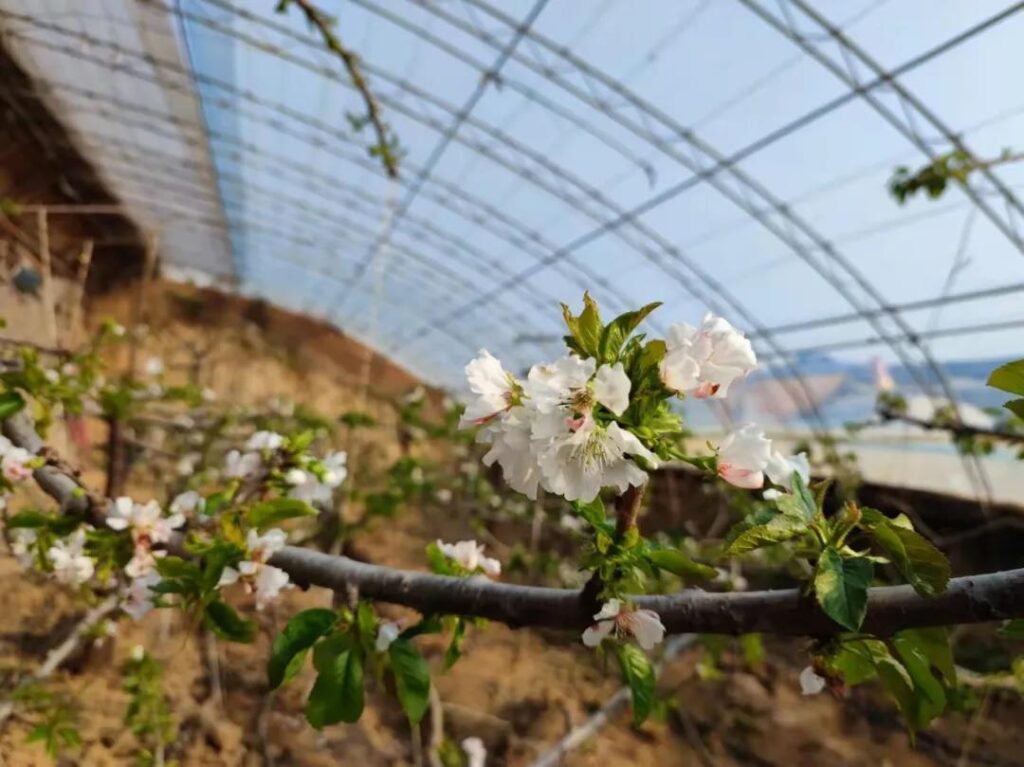 陕西杨凌：樱桃花开春来早