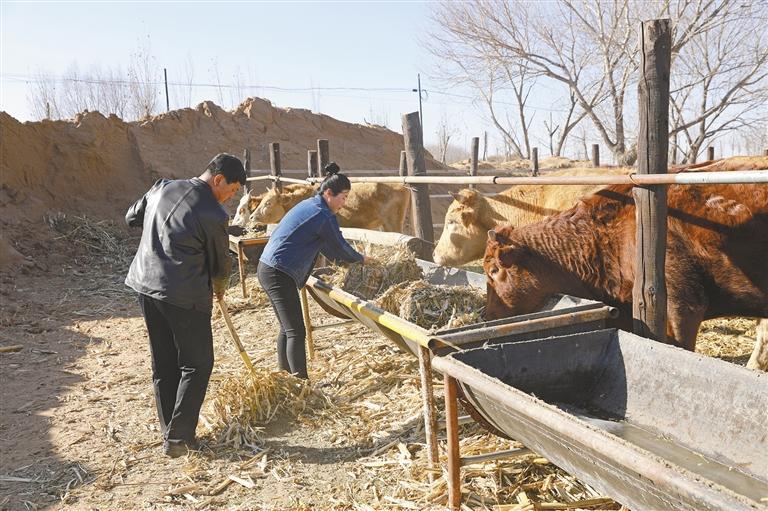 陕北农民刘伟依：我的农场我的家