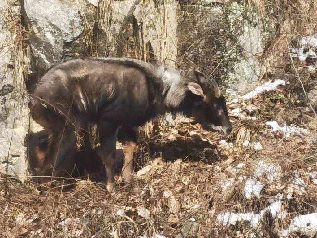 秦岭华州段区域发现国家二级保护动物鬣羚