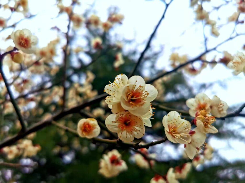 【春天里的陕西】商洛市商南县：春意渐浓花枝俏 梅花吐蕊惹人醉