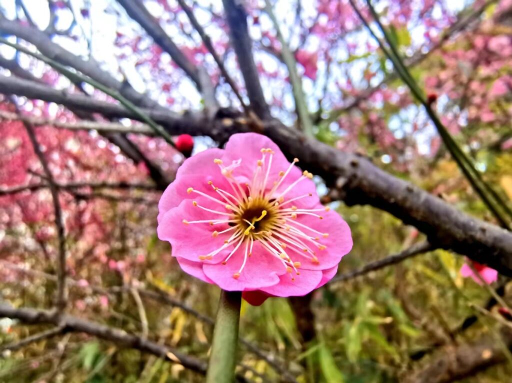 【春天里的陕西】商洛市商南县：春意渐浓花枝俏 梅花吐蕊惹人醉