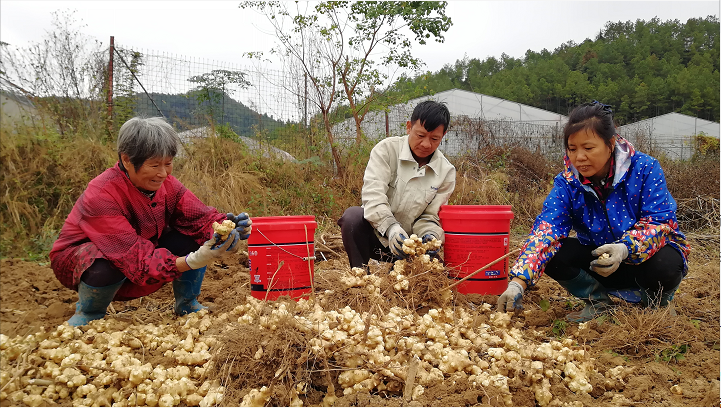 江西瑞金叶坪镇：脱贫楷模的振兴路