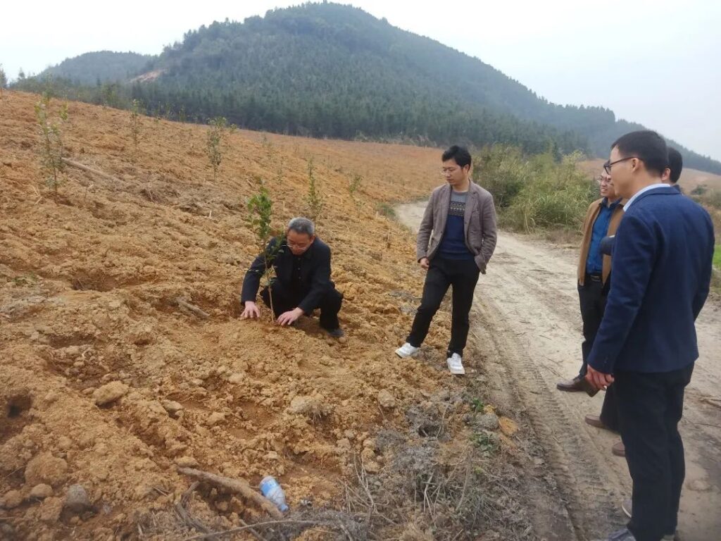 惊呆！！！完成200%，湖泽镇油茶种植有何诀窍