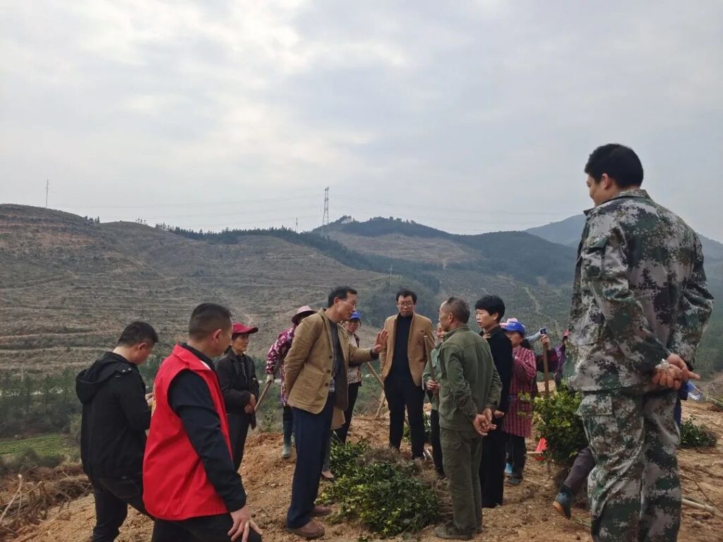 严把关键环节，双林镇加快推进油茶造林任务