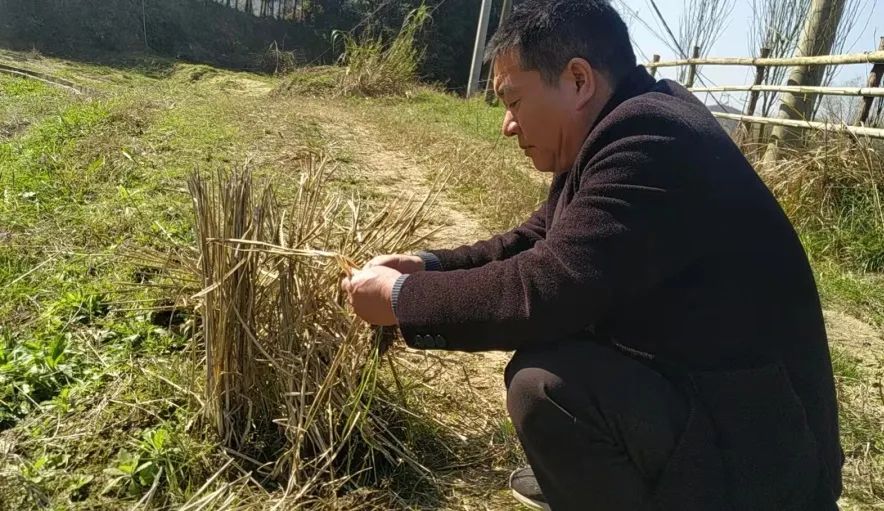 不负好时节，钤山镇奏响春耕备耕“进行曲”