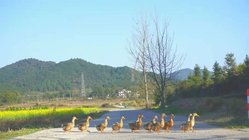 湖泽的春光，你来看了吗